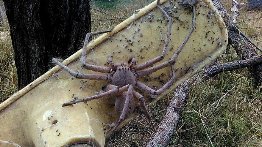 Méretes pókot találtak! – pókfóbiások ne kattintsatok