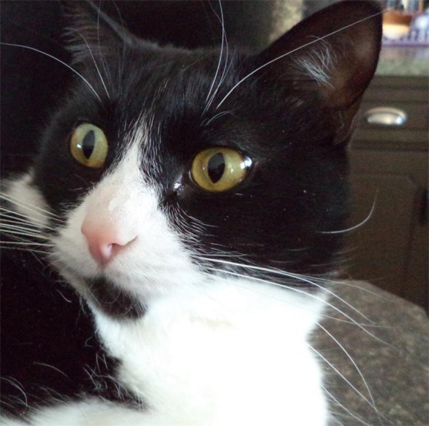 Sokkoló a külseje, mégis az internet kedvence az arc nélküli cica