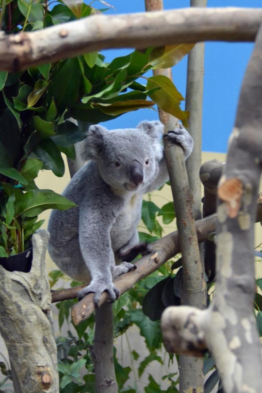 Váratlanul elpusztult Vobara, a fővárosi állatkert koalája