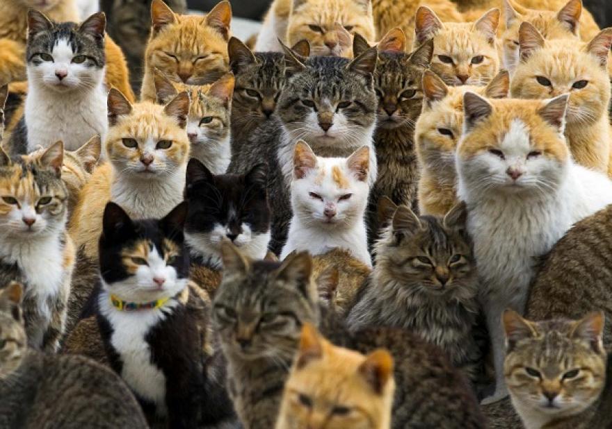 Kétmillió macskát akarnak megölni Ausztráliában