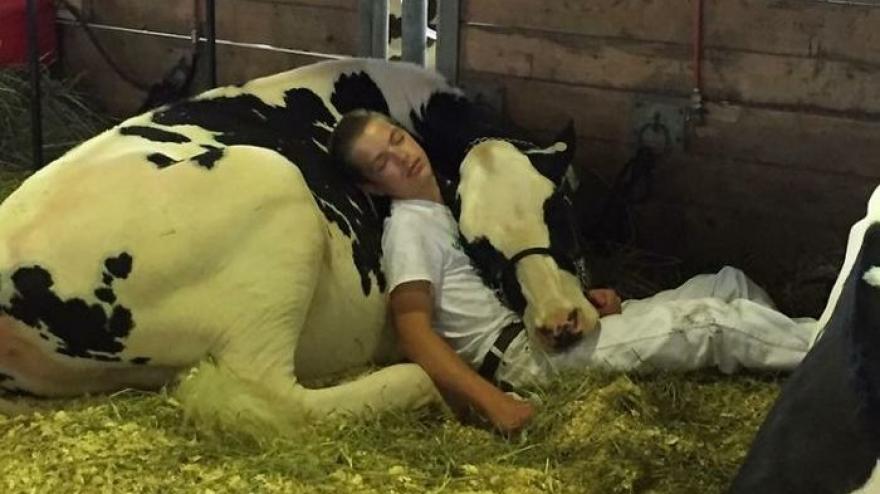 Odavannak a netezők a tehenével összebújva alvó 15 éves fiúért