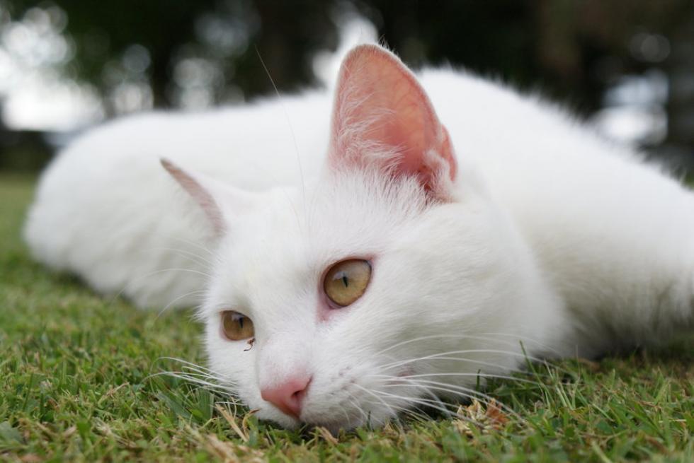 Rejtélyes dolgot tett a hófehér macska egy temetés után  - videó