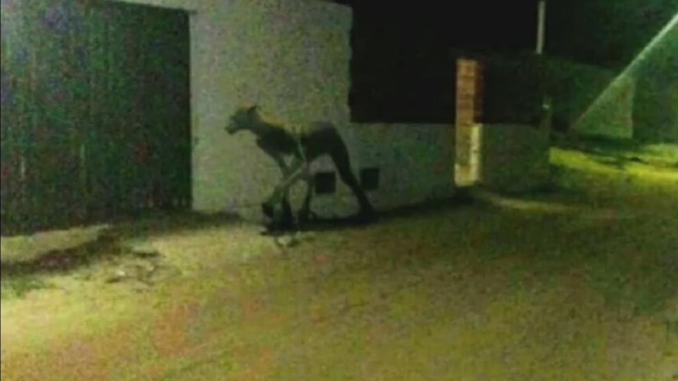 Bizarr kinézetű szörny tizedeli az állatokat egy argentin városban