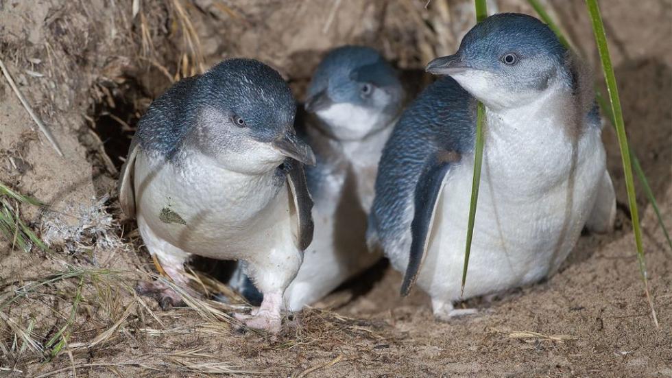 Kegyetlen dolgot művelt a pingvinekkel, mégis megúszta az ausztrál férfi