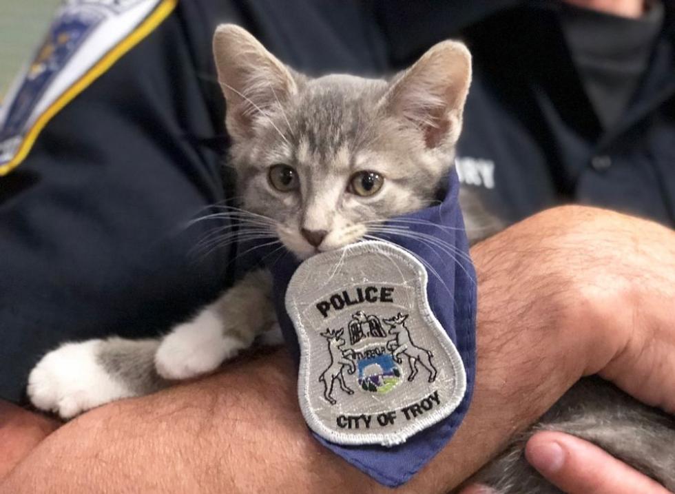 Megmentett cicus segíti a rendőrök munkáját egy michigani őrsön