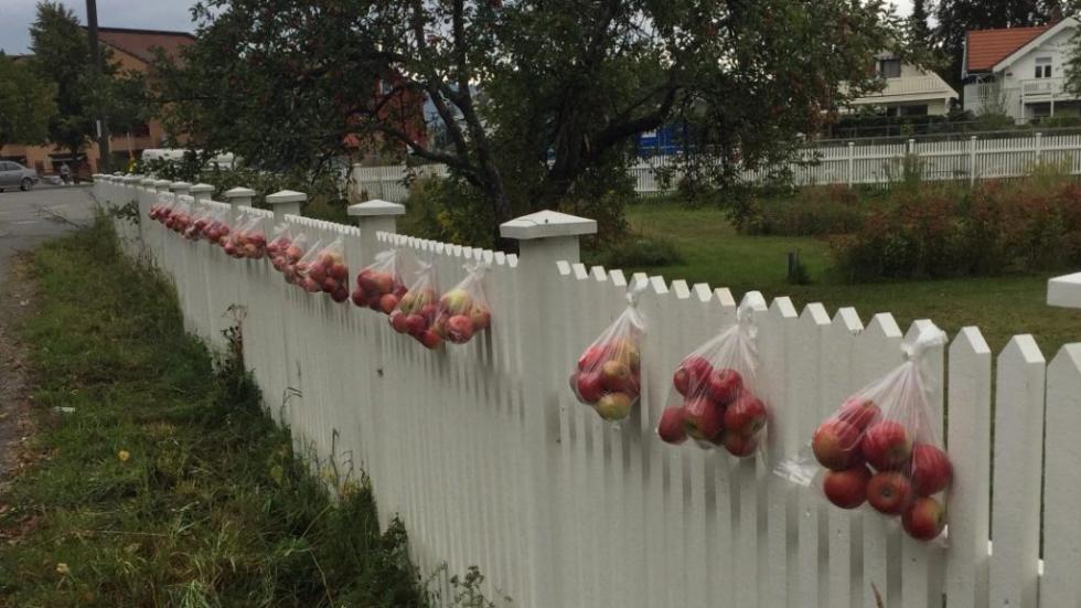 Kerítésre akasztva ingyen adja az almát a norvég példát követve egy érdi nő