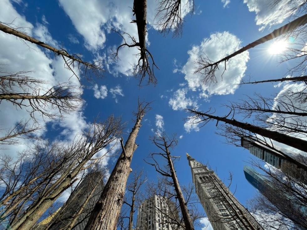 Maya Lin egy elhalt fákból álló mesterséges erdőt telepít Manhattan belvárosában