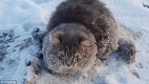 Jégbe fagyott cicát mentett meg egy pár Oroszországban – videó