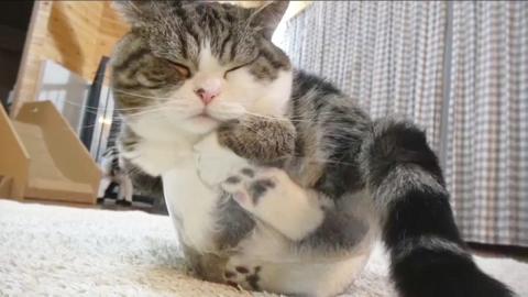 Bizonyítékunk van, hogy a macskák folyékony halmazállapotúak! – videó