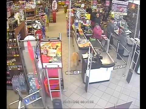 Négylábú bolti tolvaj lop rendszeresen csokit egy váci üzletből -videó