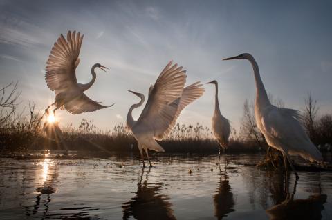Magyar természetfotós képe nyert díjat a National Geographic fotópályázatán