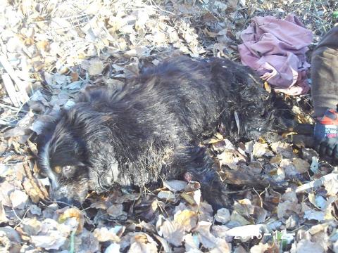 Jégbe fagyott berni pásztor kutyust mentettek meg Szigetbecsén