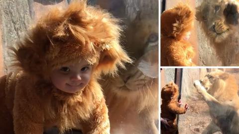 Ez történt, amikor az oroszlánnak öltözött kisfiú találkozott az igazival – videó