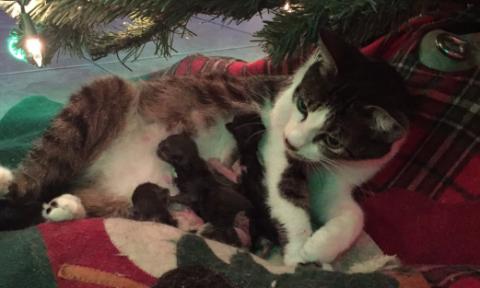 Karácsonyfa alatt lepte meg ajándékkal gazdáit a cica