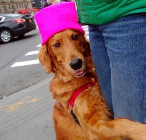 Megöleli az embereket az utcán ez a golden retriever kutyus