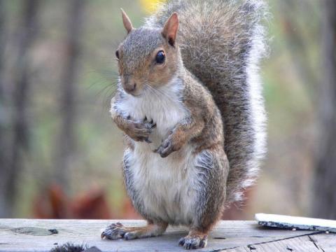 Nutellával akarják sterilizálni a szürke mókusokat a britek