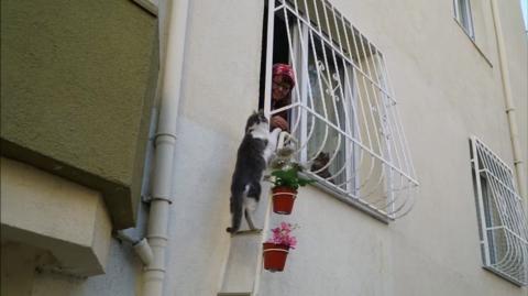 Kóbor cicáknak készített létrát a házához egy jószívű török nő
