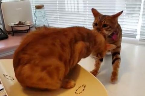 Bátor cica így mentette meg társát a rémséges állatorvostól – videó