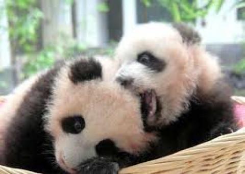 Cuki pandabocsok így akartak megszökni etetéskor - videó