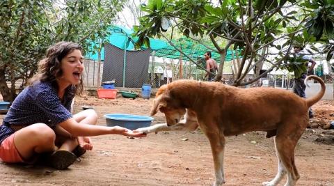 Kóbor, rühtől sebes kutyának adtak új életet az indiai állatvédők