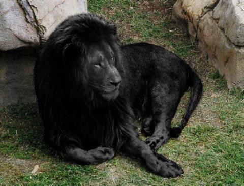 Hamis volt az interneten futótűzként terjedő fekete oroszlános kép