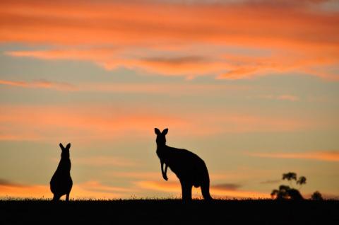 Fantom kengurukat láttak az Egyesült Államokban
