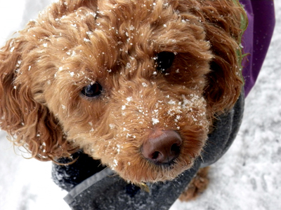Hogyan készítsük fel kutyánkat a télre?