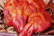 Ganoderma
