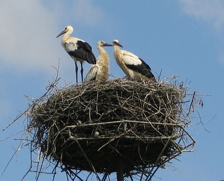 Megkezdték a telelést a Száhel-övezetben a magyar jeladós fehér gólyák