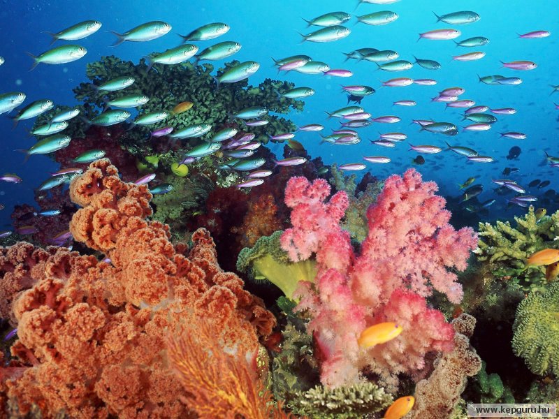 A világ legészakibb korallzátonyát fedezték fel Japán partjainál