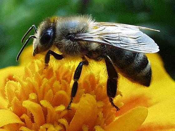 Jelentős kárt okozott a magyar méhészeknek az Yvette ciklon