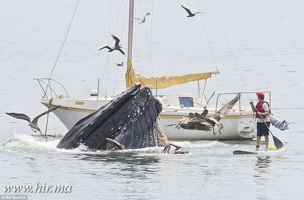 Hosszúszárnyú bálnák tévedtek egy kaliforniai halászati kikötőbe