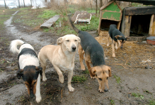 Akár százezer is lehet a kóbor kutyák száma Magyarországon 