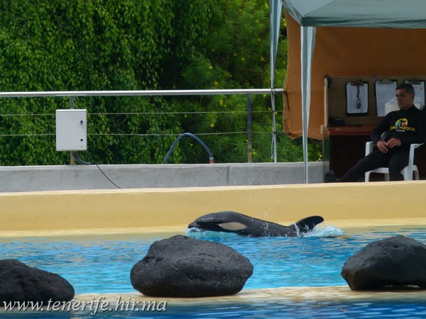 Hivatalosan is bejelentették az új orca születését a Loro Parkban (videó)
