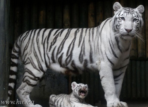 Ritka fekete- fehér, bengális tigris hármasikrek születtek egy cseh állatkertben