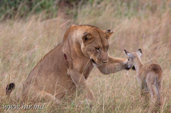 Egy oroszlán oltalmába vesz egy bébi antilopot