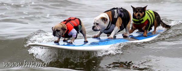 Szörfverseny kutyáknak (képgaléria)!