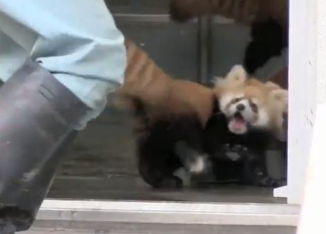 Halálra rémült gondozójától egy vörös panda (videó)