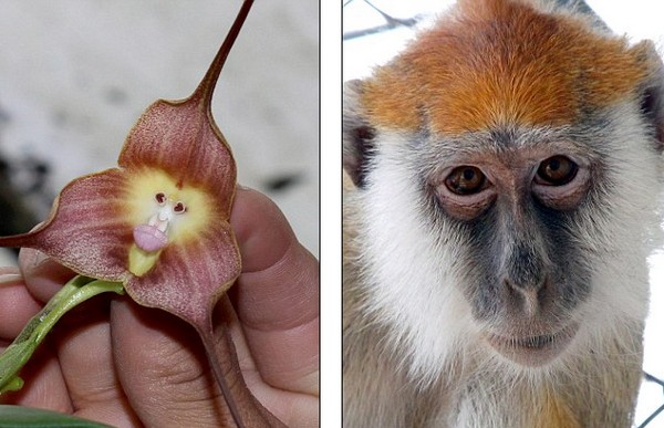 Egy dél- amerikai virág úgy néz ki mint egy majom