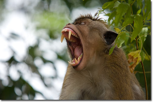 Őrjöngő majmok támadtak az emberekre egy faluban!