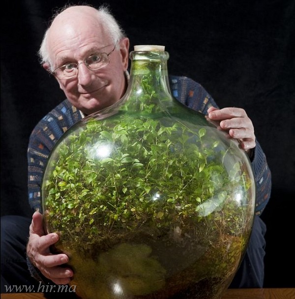 Egy 40 éve lezárt üvegben, friss levegő és víz nélkül is zöldell egy növény