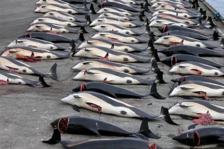 Japán aktivisták akciója a bálnavadászok ellen