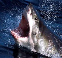Négy fehér cápa ölt meg egy férfit Új-Zélandnál