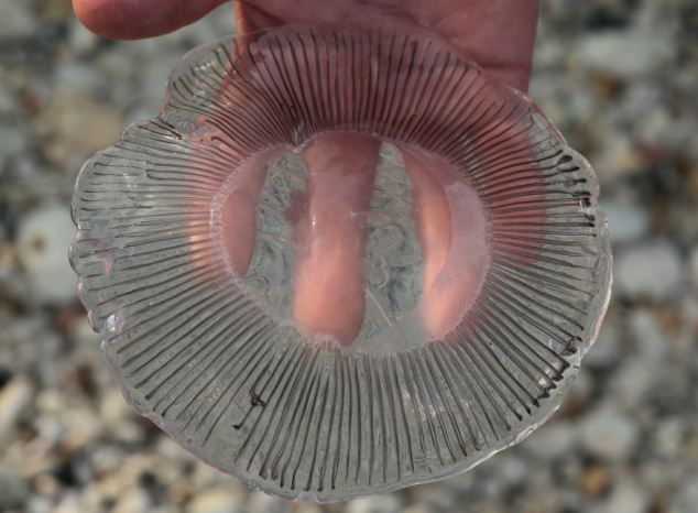 Mellimplantátumra emlékeztető medúza
