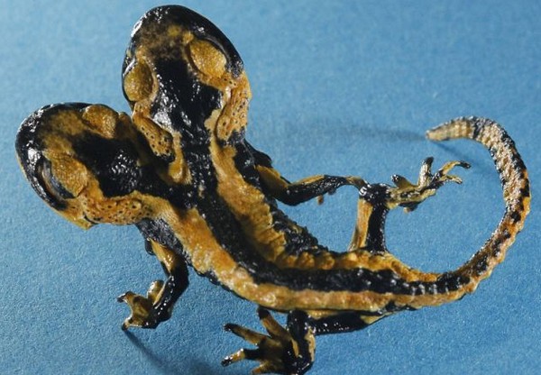 A mutáns kétfejű szalamandra 6 hónapot élt
