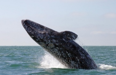 A gazdag turisták bálnákat csókolgathatnak Mexikóban