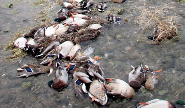 1000 döglött kacsa egy kínai folyóban