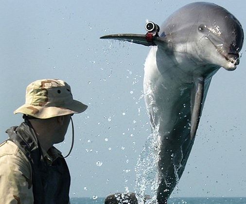 Delfinekből álló hadsereg Ukrajnában
