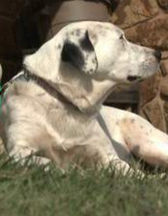 Halott újszülöttet vitt haza gazdájának a kutya