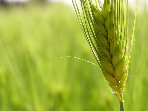 VM: megállapodás születhet a GMO-k termesztésének tiltásáról